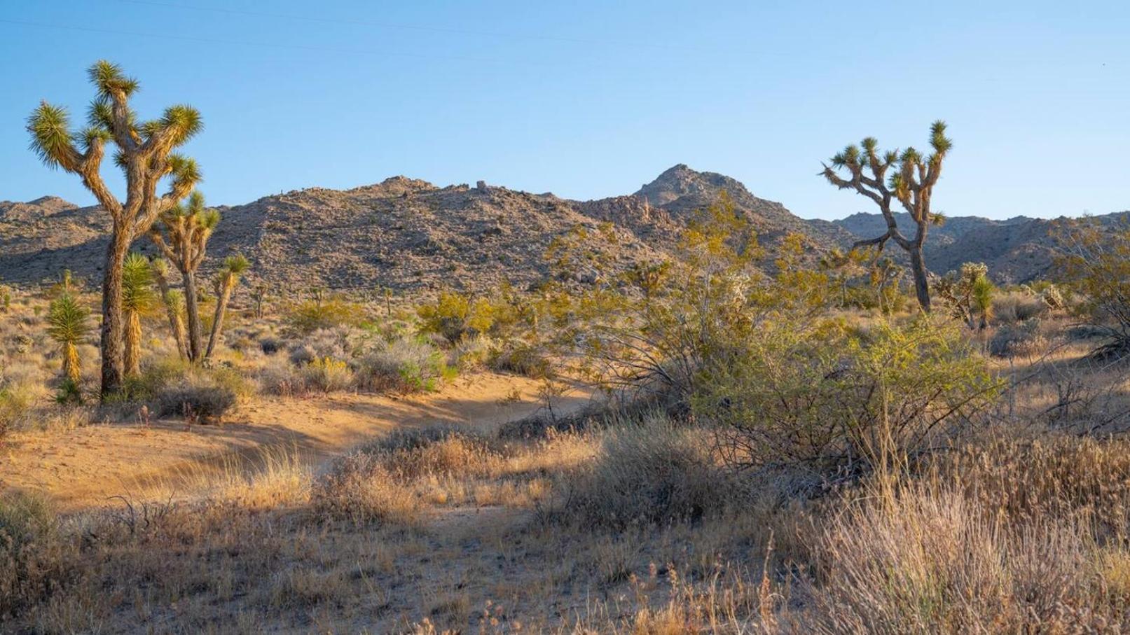 Experience Desert Serenity Gateway To Джошуа Три Екстериор снимка